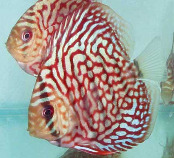 Checkerboard Turquoise - 2"